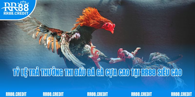 Tỷ lệ trả thưởng thi đấu đá gà cựa cao tại RR88 siêu cao